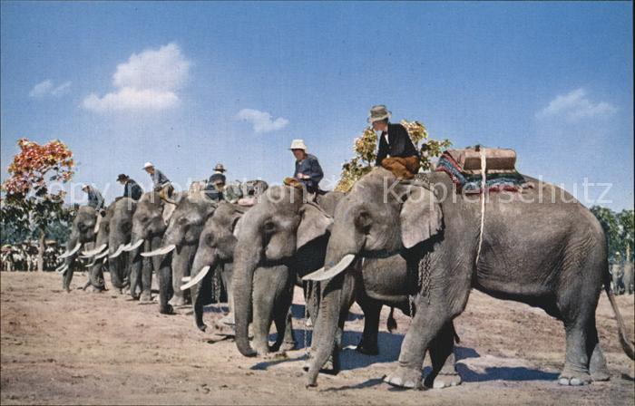 Elefant Elephant round-up Chiengmai Thailand