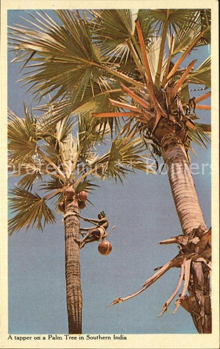 Palmen Tapper on a Palm Southern India
