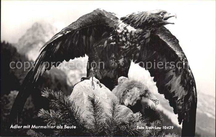 Adler Eagle Aigle Aguila Murmeltier als Beute Foto-Risch-Lau-Nr. 10429