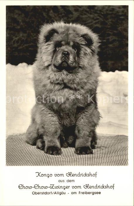 Hunde Chow-Chow Zwinger Hendricksdorf Oberstdorf