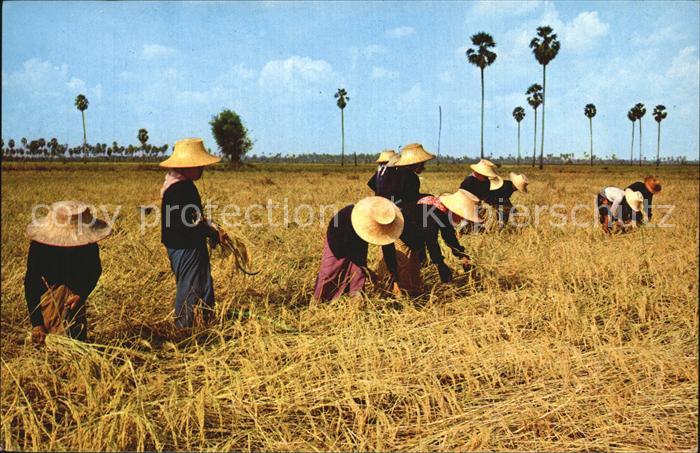 Landwirtschaft Thai Farmers harvest Rice Thailand