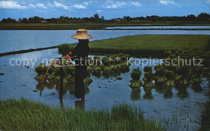 Landwirtschaft Thai Farmers uproot Rice Seadlings