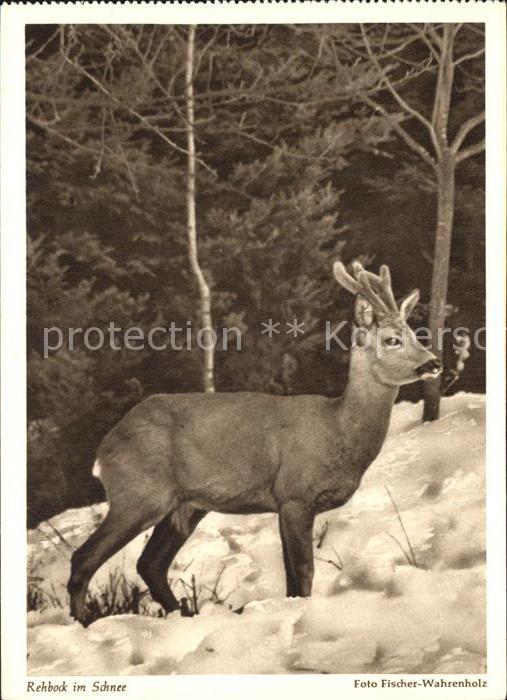 Reh Rehbock im Schnee