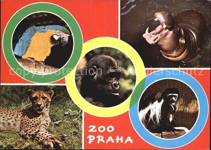 Zoo Praha Ararauna Gepard Hrosik Mlade Gorilly Guereza