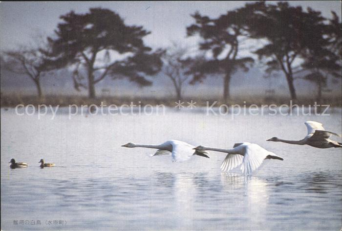 Schwan Fliegende Schwäne Japan