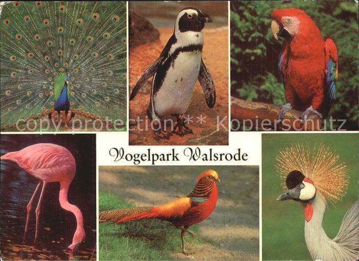 Voegel Birds Oiseaux Uccelli Pajaros-- Vogelpark Walsrode Flamingo Blauer Pfau P