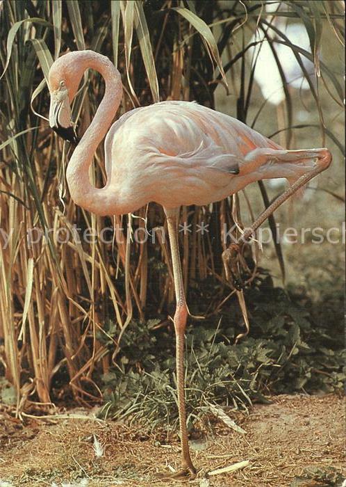Flamingo Zoo Dresden