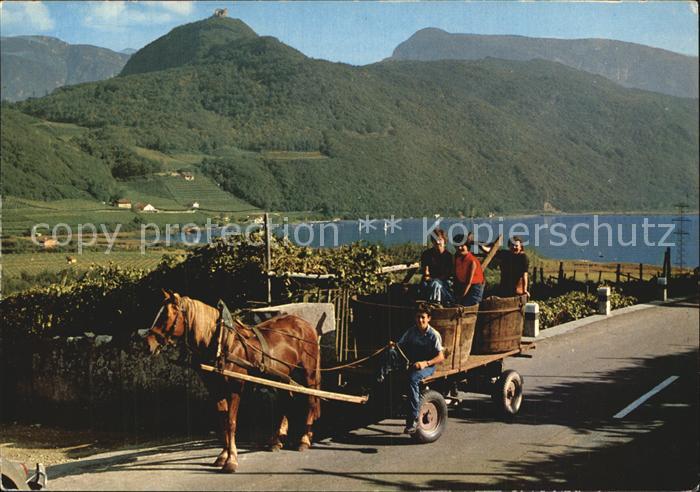 Ernte Landwirtschaft Weinlese Südtirol Pferdewagen