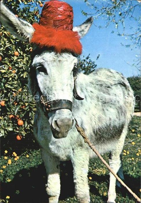 Esel Tiere Benidorm Espana