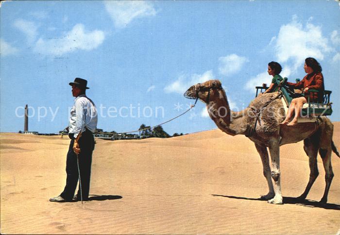 Kamel  Camel Chameau Islas Canarias Maspalomas Oase Leuchtturm