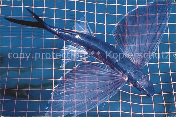 Fische Catalina Flying Fish Avalon Catalina Island California