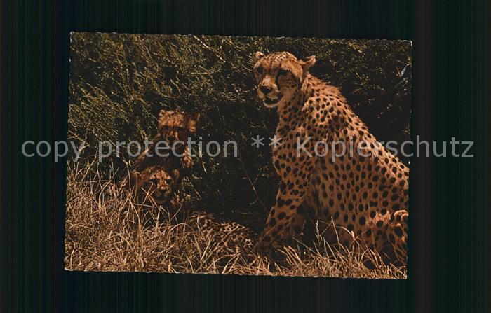Tiere Cheetah