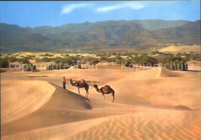 Kamel  Camel Chameau Gran Canaria Desierto de Maspalomas