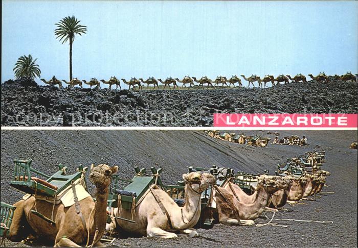 Kamel  Camel Chameau Lanzarote Montanas de Fuego Caravane de