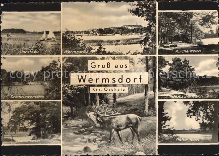 Wermsdorf Kirchenteich Horstsee Haeuschenteich Wild