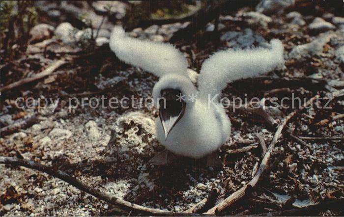 Voegel Birds Oiseaux Uccelli Pajaros-- Young Guni Bird