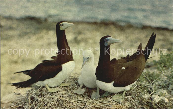 Voegel Birds Oiseaux Uccelli Pajaros-- Guni Bird Family