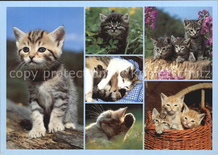 Katzen Hauskatzen