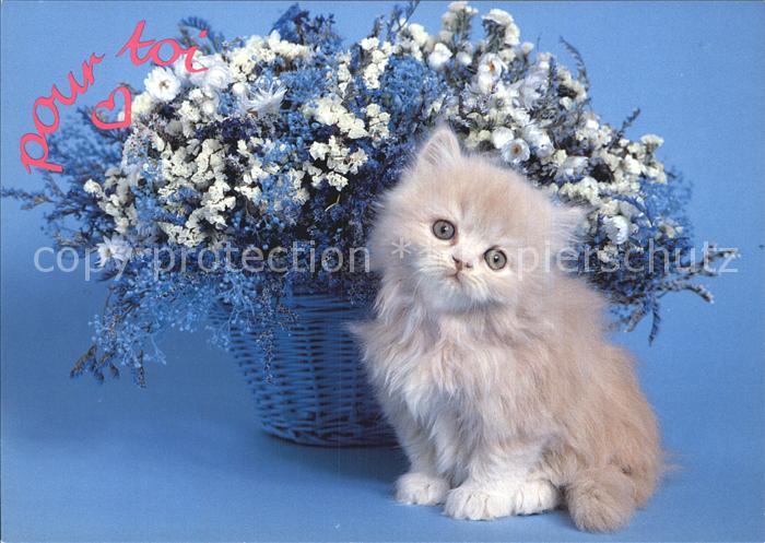 Katzen Serie Caline 8073