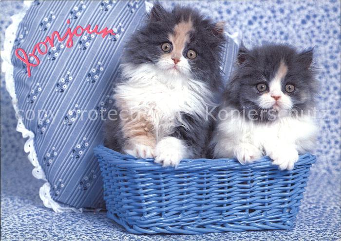 Katzen Serie Caline 8068