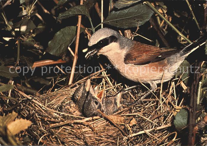 Voegel Birds Oiseaux Uccelli Pajaros-- Neuntoeter Rotrueckenwuerger