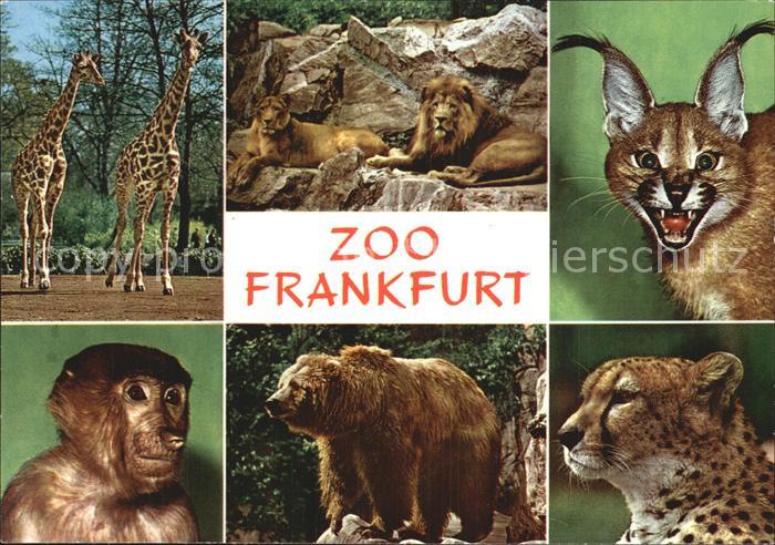 Zoo Frankfurt Braunbaer Giraffe Loewe Affe