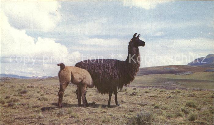Tiere Llama Cuzco Peru