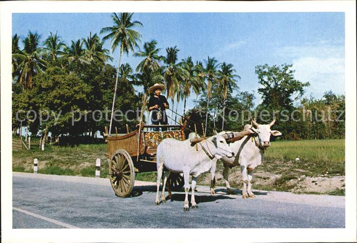 Kuehe Cows-Cart Farm Produces Market Chiengmai Thailand
