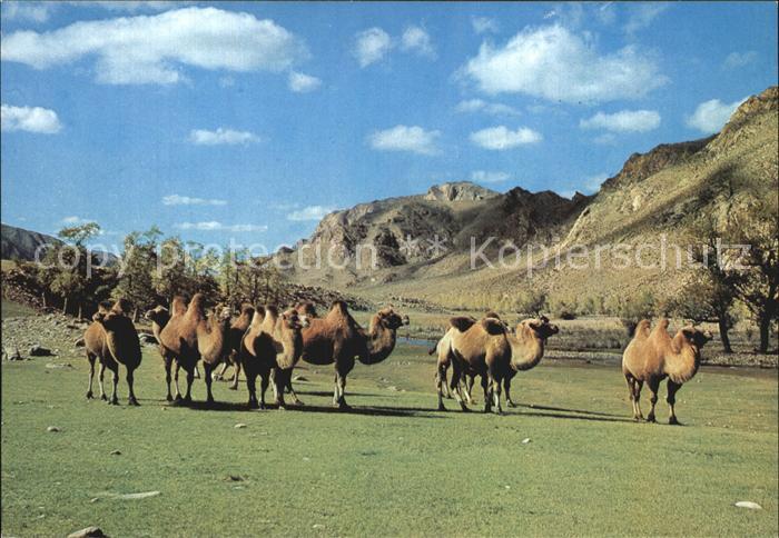 Kamel  Camel Chameau Zabhan Aimak Mongolia