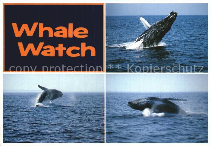 Wal Whale Watch Massachusetts
