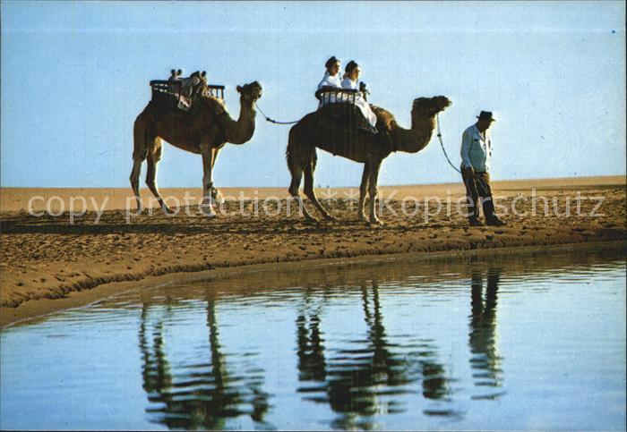 Kamel  Camel Chameau Gran Canaria Maspalomas