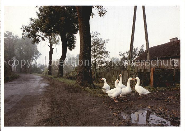 Gefluegel Gänse
