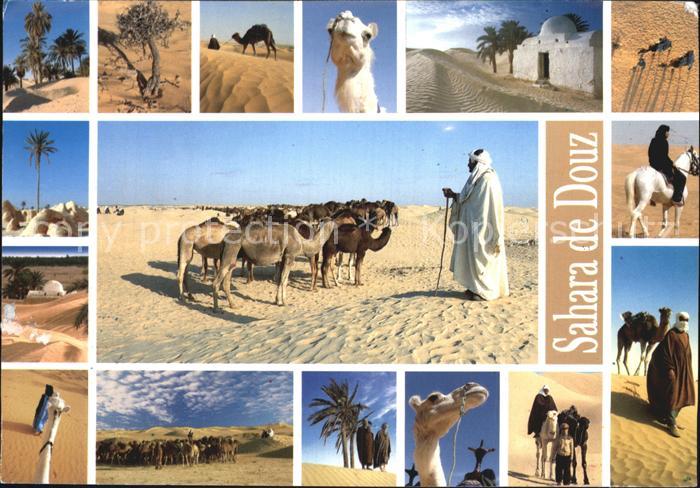 Douz Sahara Kamele