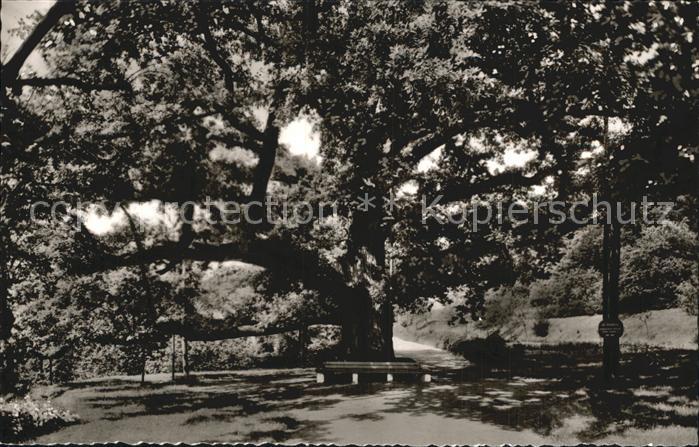 Bad Brueckenau Tausendjaehrige Eiche