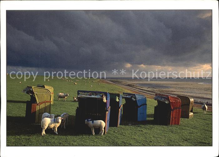 Nordstrand Strandkoerbe Schafe