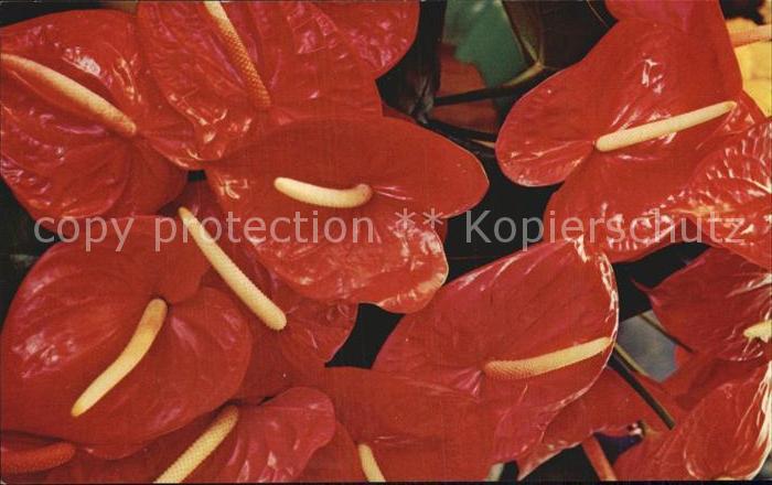 Blumen Anthuriums Jamaica