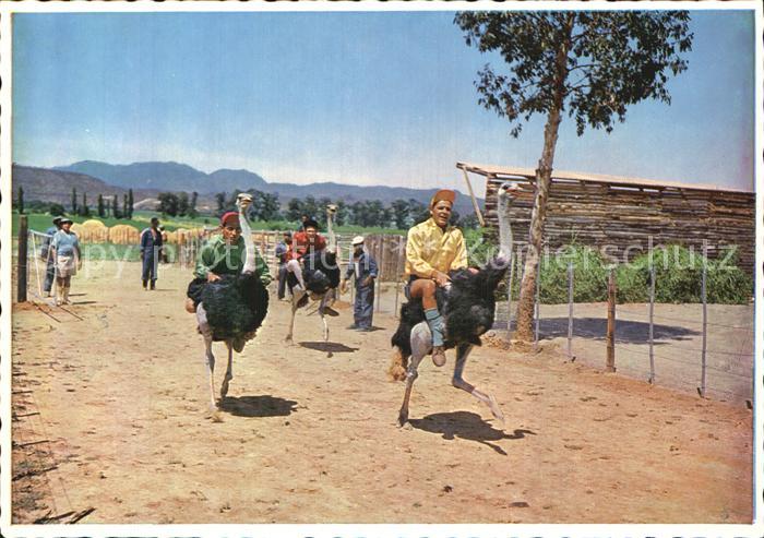 Voegel Birds Oiseaux Uccelli Pajaros-- Strauss Jockey Club Rules Ostrich Derby O