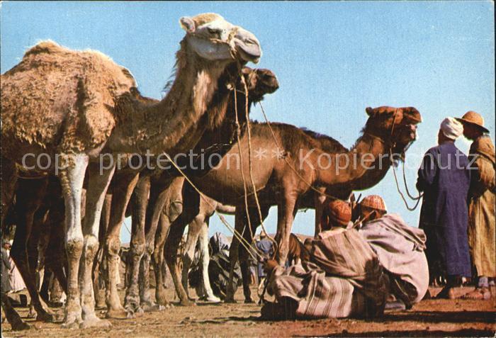 Kamel  Camel Chameau Maroc Chameaux