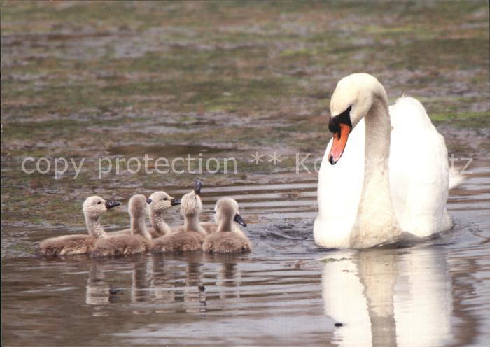 Schwan Küken Tierschutzbund Dübendorf