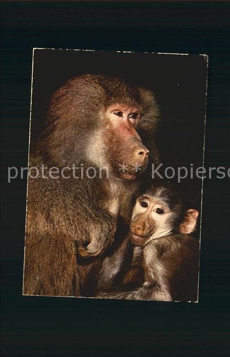 Affen Baboons African Fauna Babouins