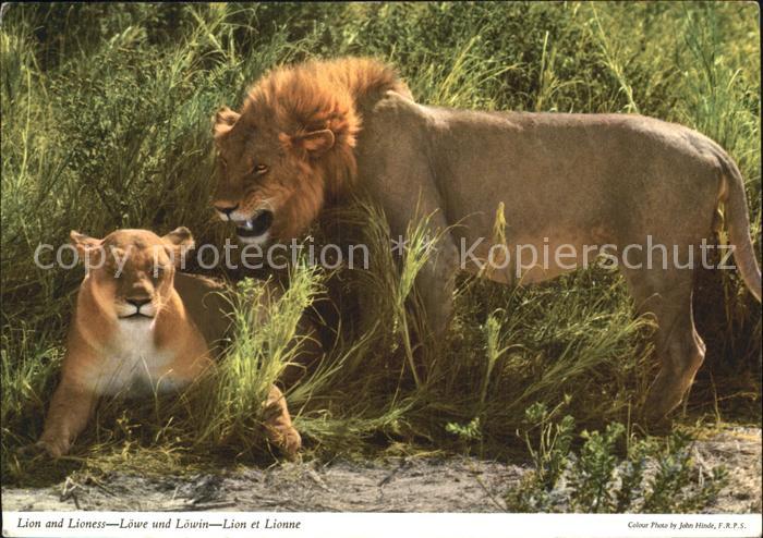 Loewe Lion and Lioness Africa