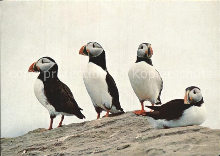 Voegel Birds Oiseaux Uccelli Pajaros-- Papageitaucher Macareux Moine