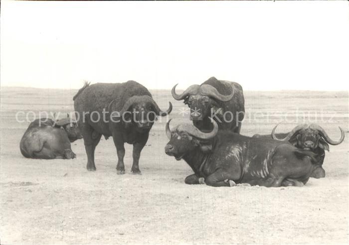 Bueffel Ngorongoro