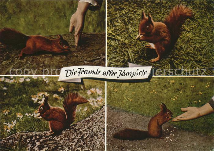 Eichhoernchen