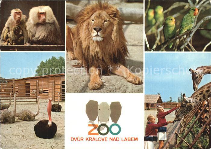 Zoo Dvur Kralove nad Labem Pavian Loewe Giraffe Strauss