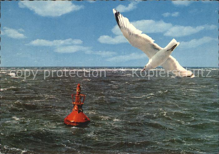 Voegel Birds Oiseaux Uccelli Pajaros-- Moewe Boje