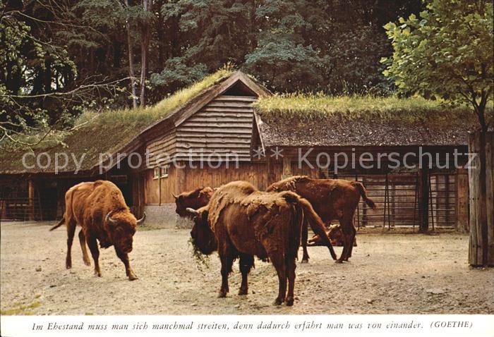 Tiere Bison Ehestand Streit