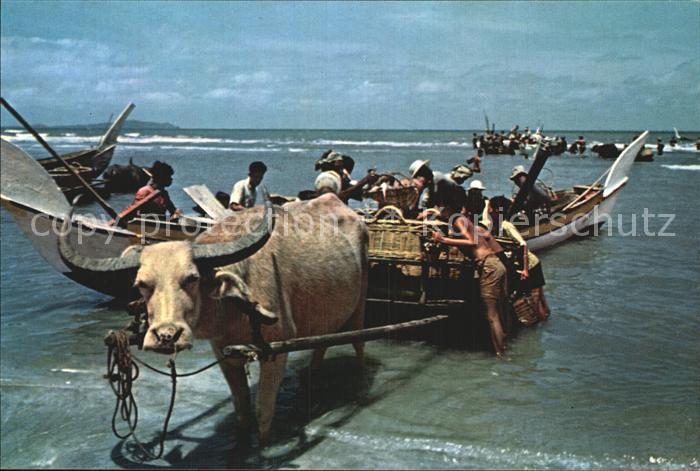 Fischerei Fishermen Bullock-Cart Beserah Fishing