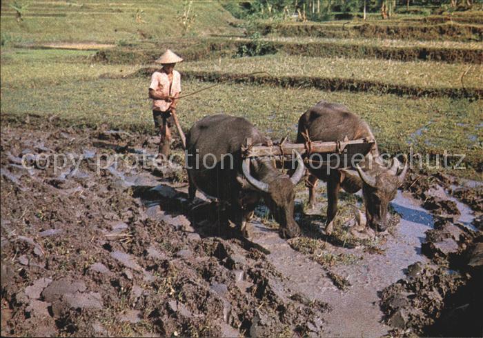 Landwirtschaft Pflug Ochsen Ploughing