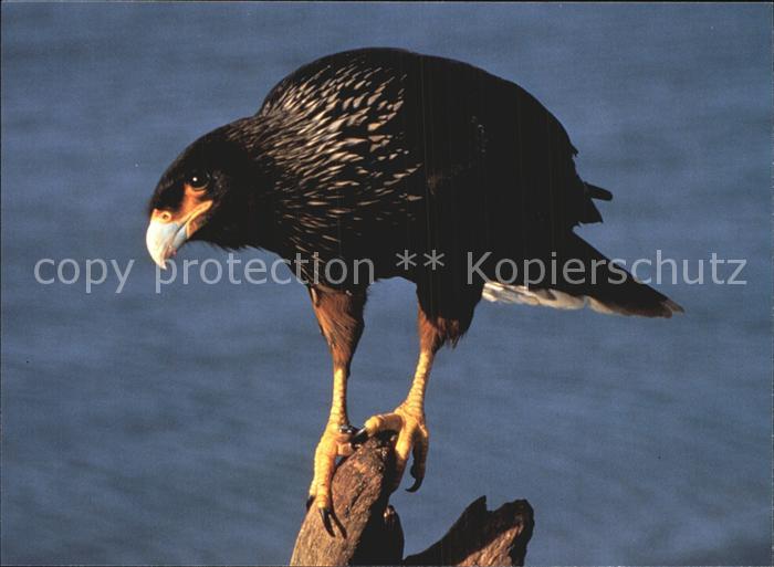 Falkner Falke Falcon Faucon Halcon Falklandkarakara Striated Caracara